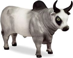 FARM ANIMALS TOURO 0519