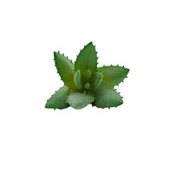 FLORES ARTIFICIAIS 25244