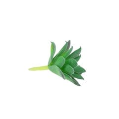 FLORES ARTIFICIAIS 25202