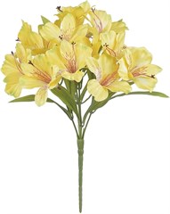 BQ ASTROMELIA 34CM X15 AM 42850005