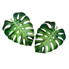 FOLHA COSTELA DE ADAO 2P 1169